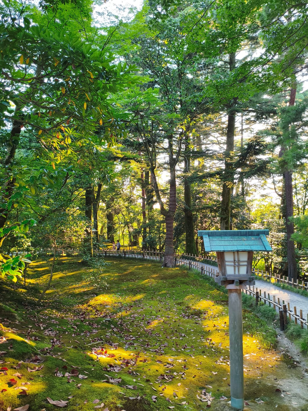 A mossy path through tall trees in Kenrokuen garden in low afternoon sun, a small stone lantern beside it