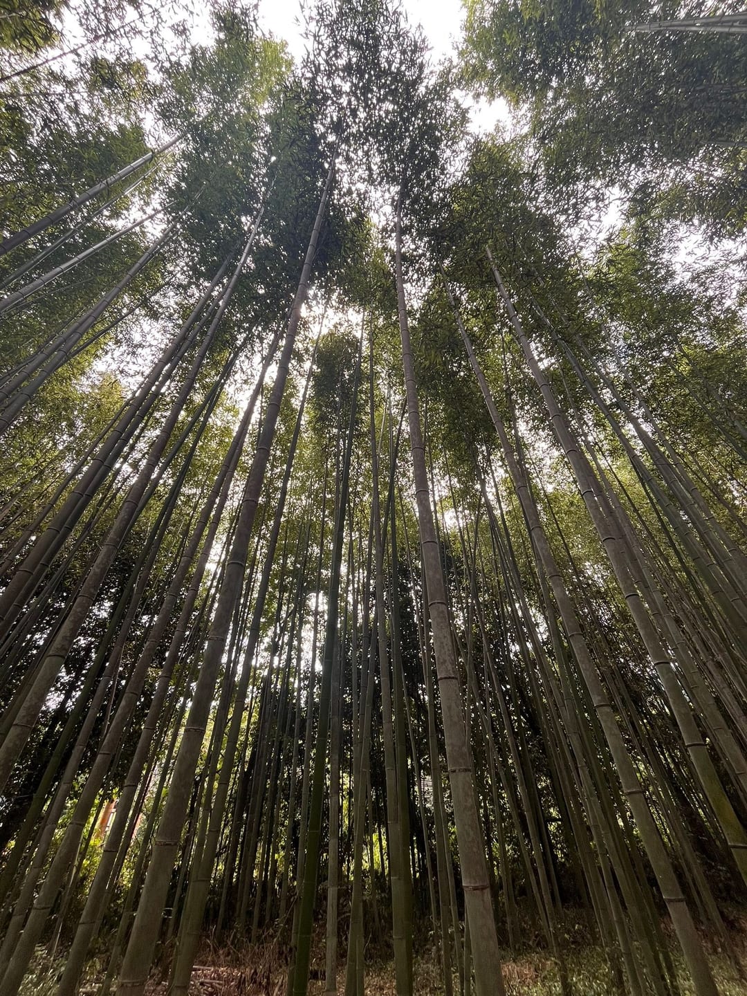 Looking straight up the stems of a dense bamboo grove towards the light