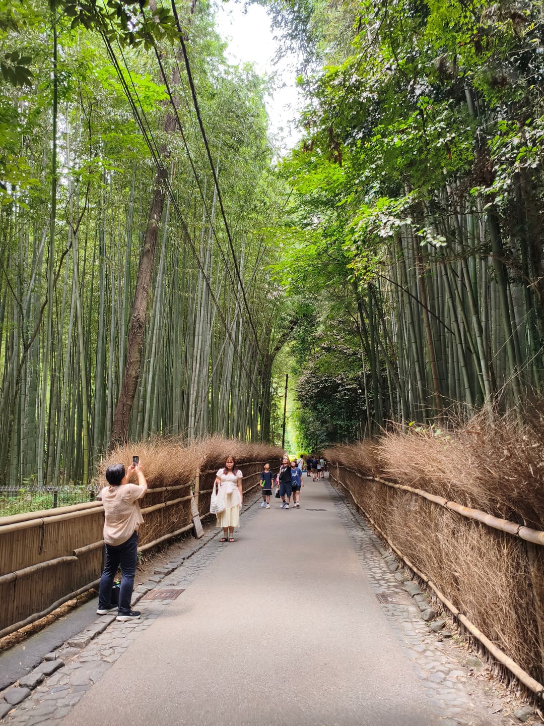 The fenced walking path through the Arashiyama bamboo grove with visitors along it