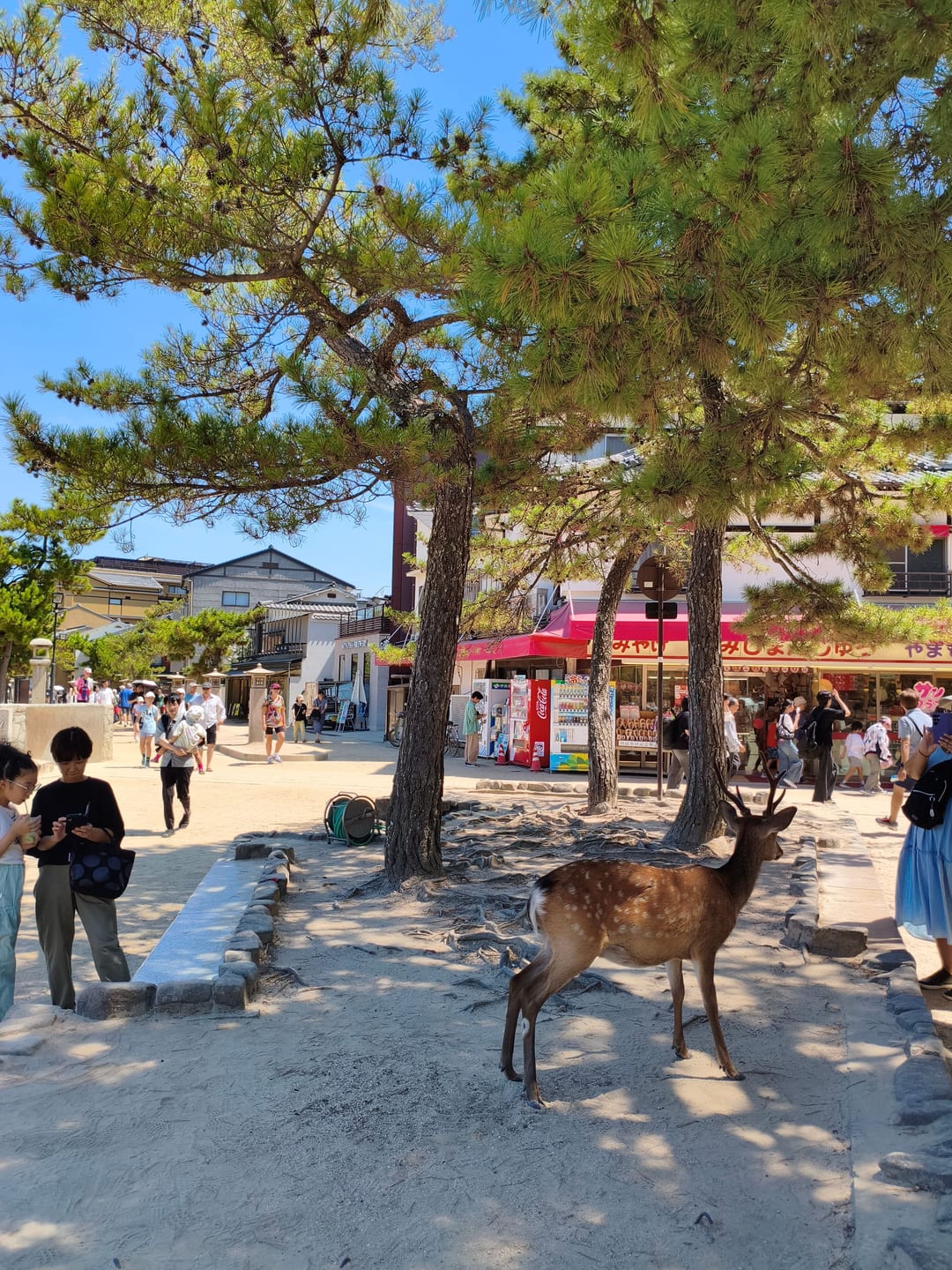 A stag with antlers standing on the street among visitors, shops and trees behind