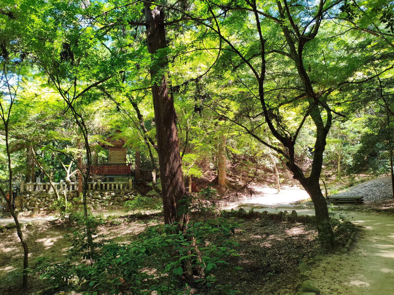 A green wooded path with tall trees and a stream on the way up to the ropeway station