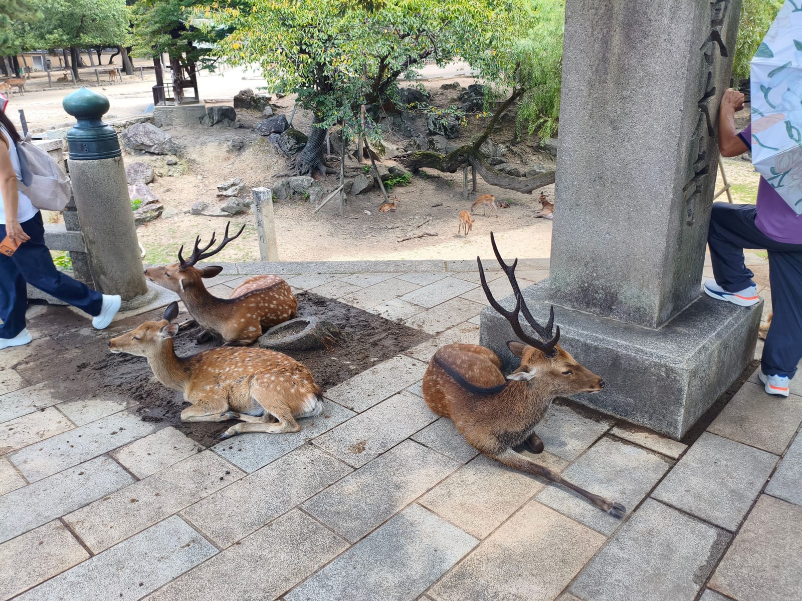 Three stags with antlers lying on the paving beside a stone monument as people walk past