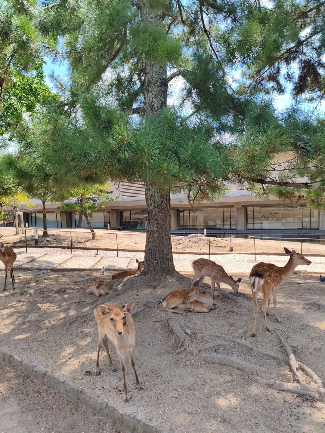 A group of deer resting in the shade of a large pine in Nara Park, one standing and looking at the camera