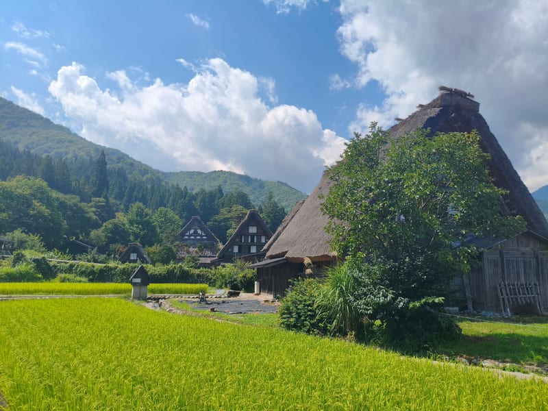A thatched gassho-zukuri farmhouse behind a green rice field at Shirakawa-go