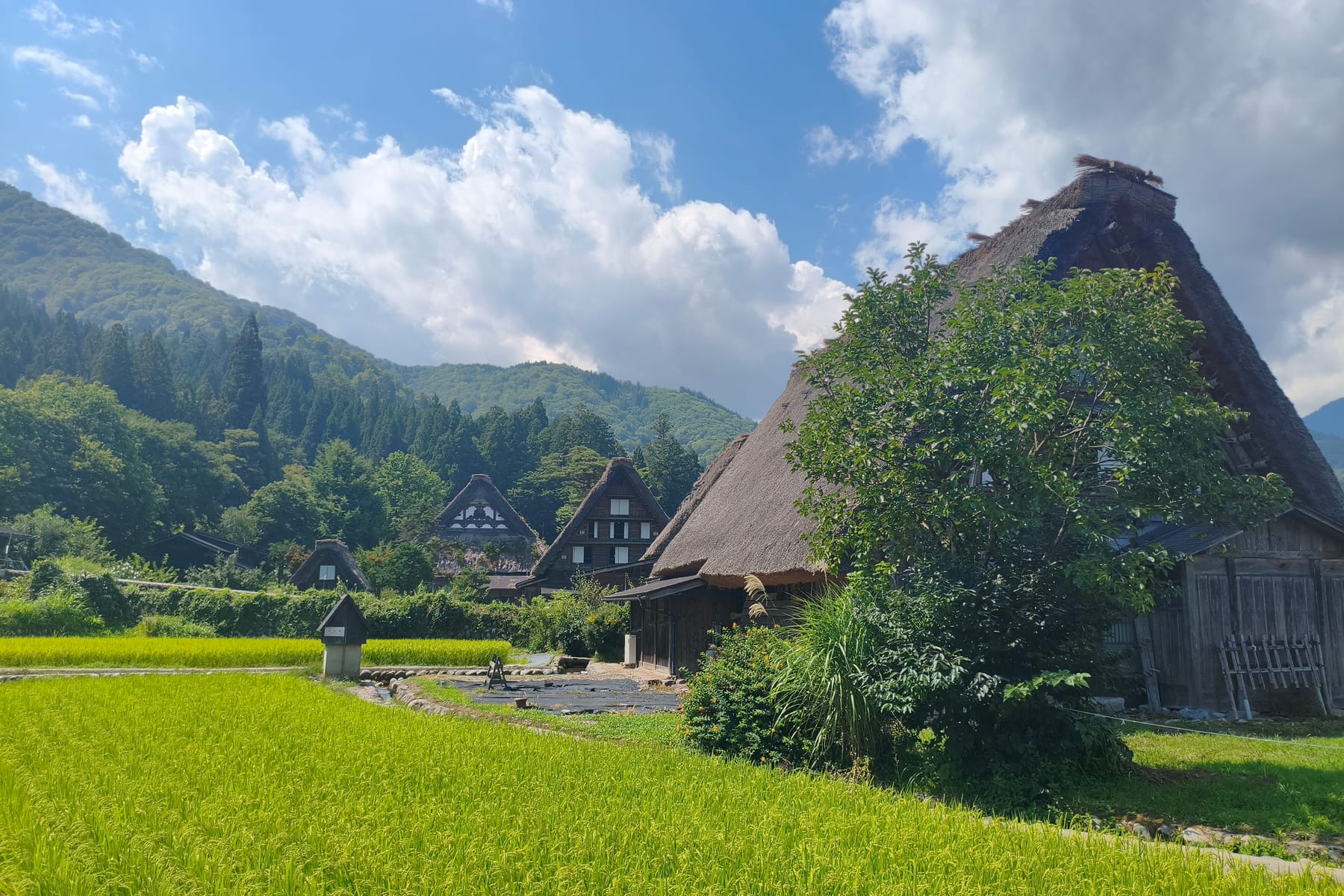 A gassho-zukuri farmhouse with a steep thatched roof beside a bright green rice paddy, mountains behind